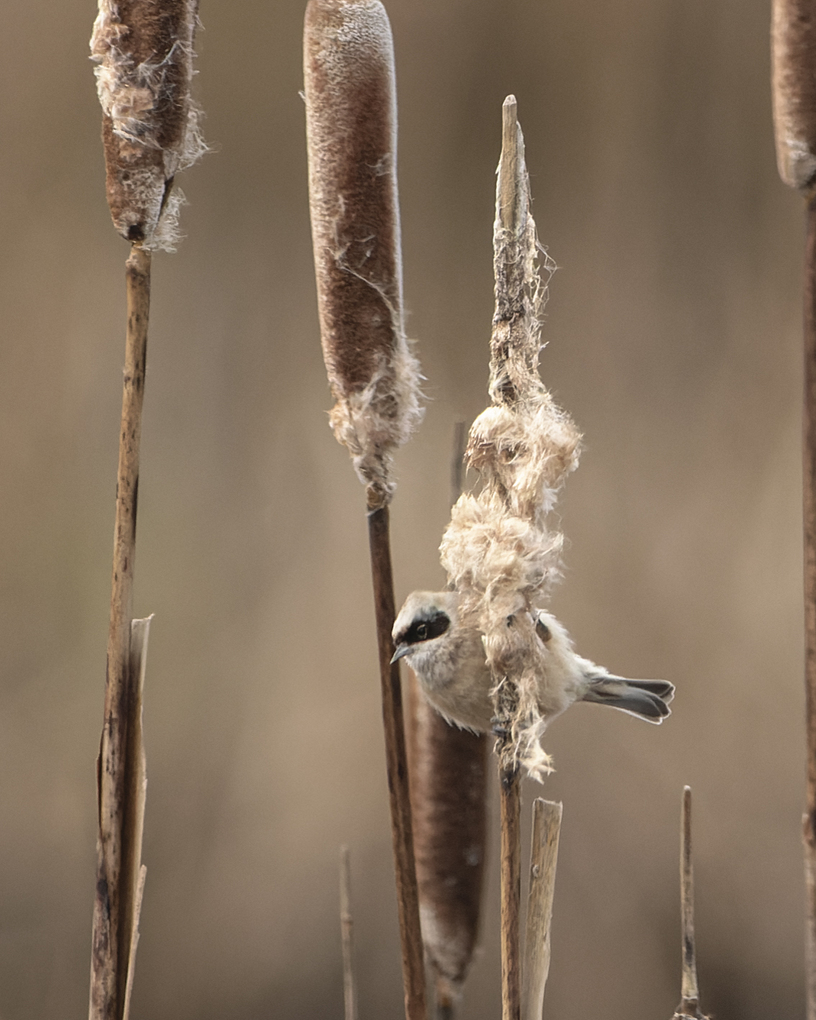 Photo of Penduline Tit